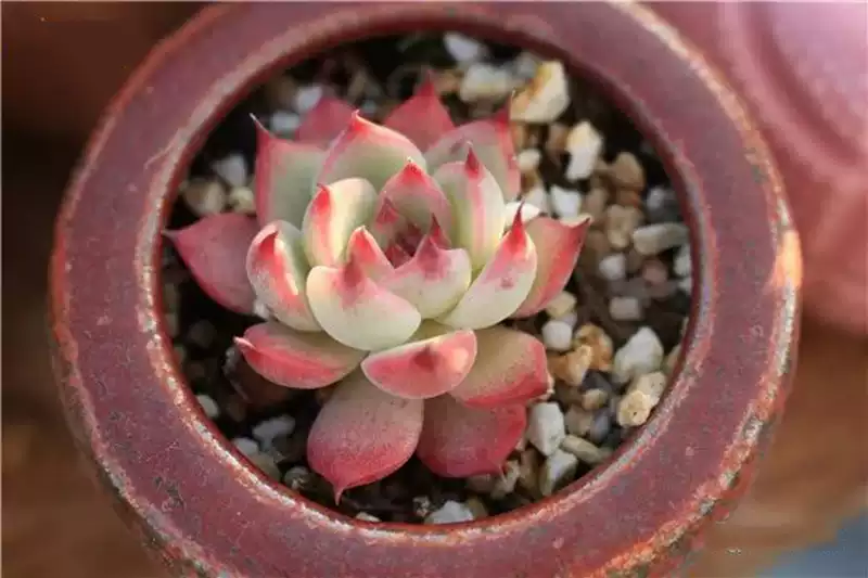 吉娃娃 桃太郎和水蜜桃 三者是什麼關係 淘寶海外