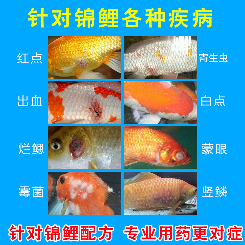 錦鯉魚專用藥觀賞魚藥錦鯉康復液金魚冷水魚藥立鱗腸炎腐爛水族