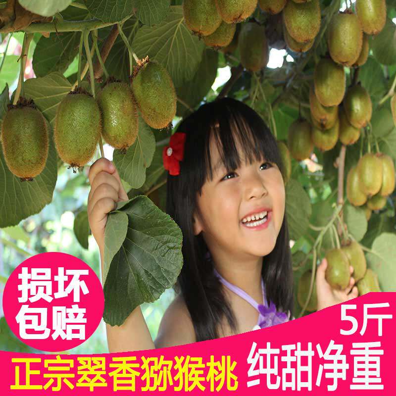 Cuisme Kiwi Fruits new fresh fruit rich in size Fruit gift boxes 5 catties Shaanxi Week to-Taobao