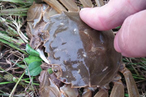 白虾、大闸蟹？论钓鱼，我只服我自己