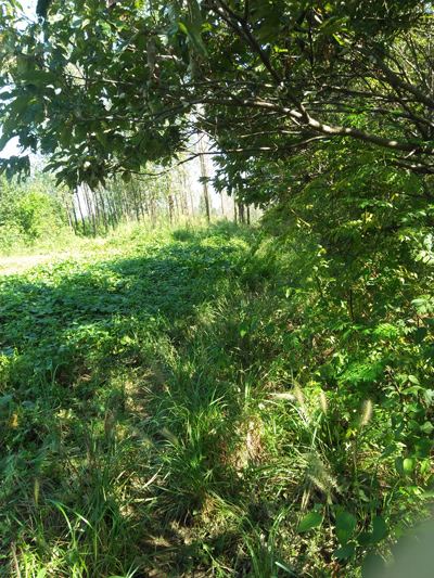 农村的路长时间没人走，路上都长满了草