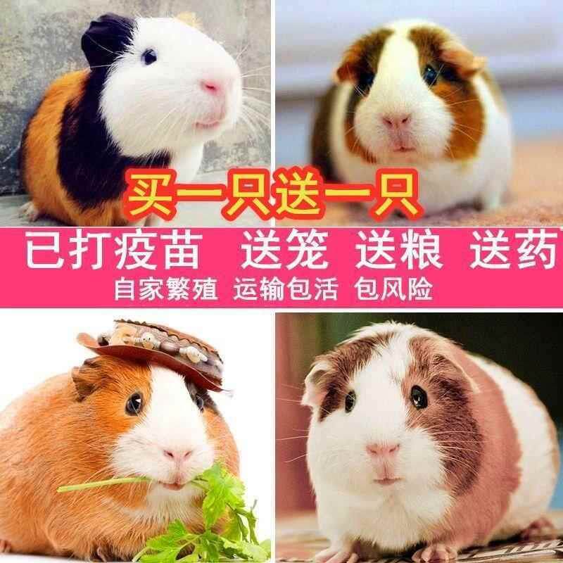 荷兰猪活体宠物豚鼠：萌翻你的生活，送你一整个春天！-豚鼠-淘宝好物网