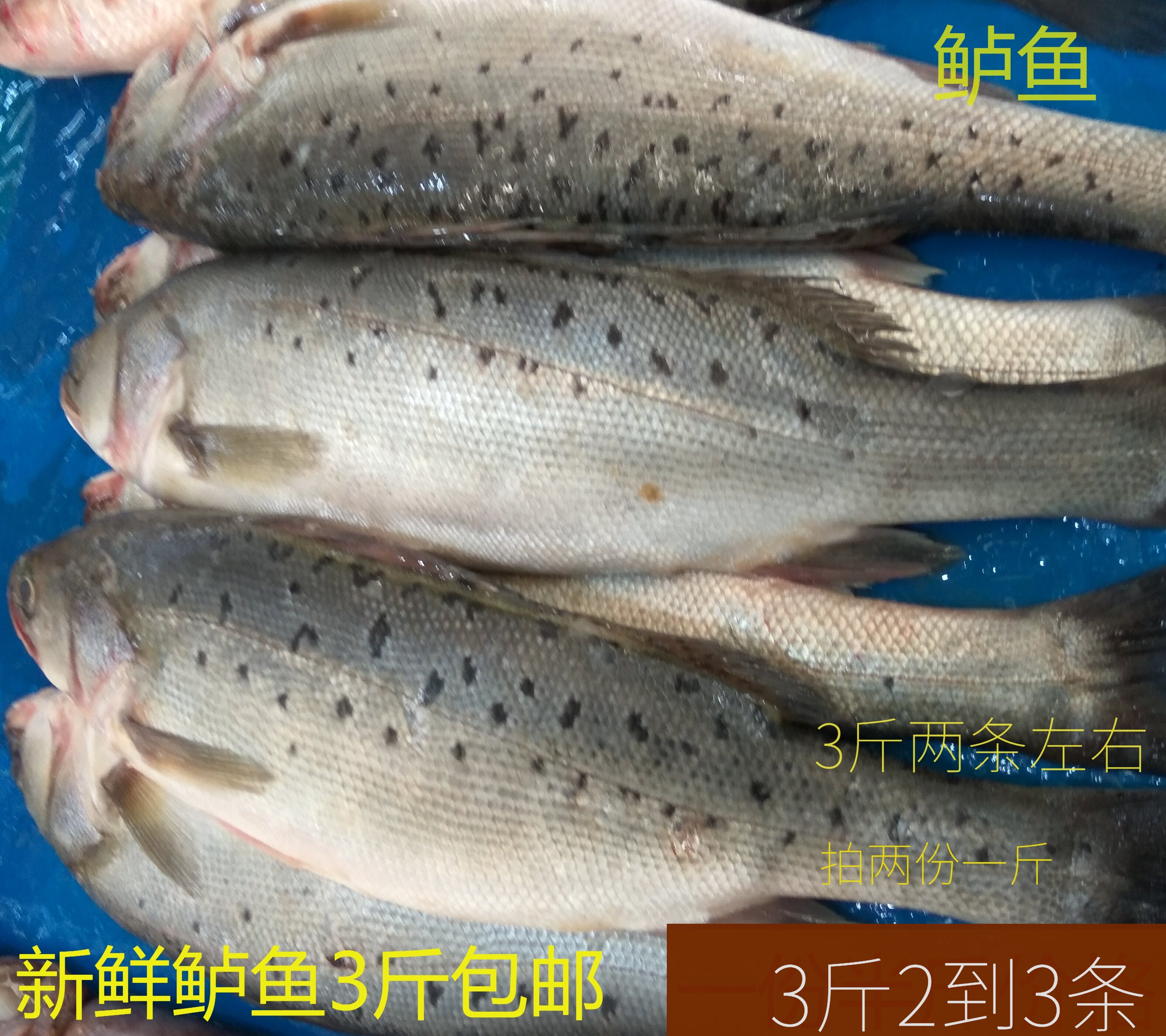 Rush Frozen Sea Bass 3 catfish Seafood Aquatic Live Fishing Frozen Deep Sea Fish Rush Perch Bass