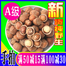 Wild large hazelnut freshly hand slapped opening Tieling Northeastern Terrific fried cooked raw taste nuts dried fruit nuts