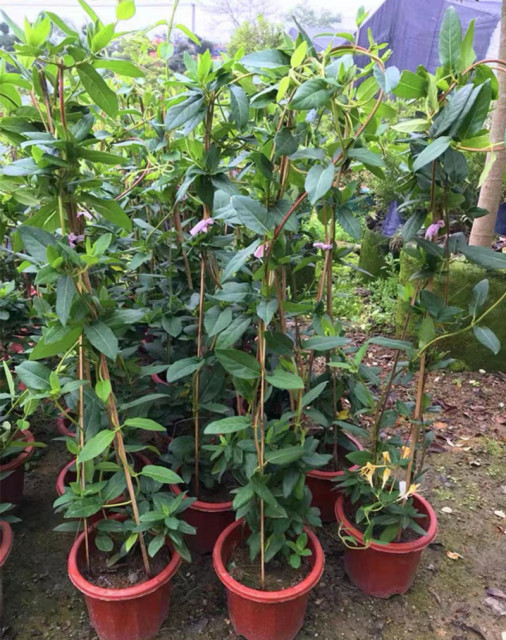 Climbing vine plant yellow and white honeysuckle saplings edible white and red honeysuckle seedlings potted mandarin duck vine four seasons flowering evergreen