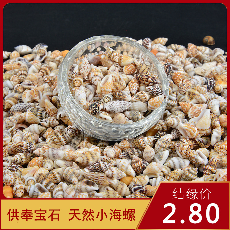 For Buddha Supplies Seven Precious Stones Natural Small Shells Sea Snail Statue Buddha Buddha Taobao Bottle Manza Loaded 1 Two-Taobao