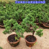 Бутик микро -бонсай подбородок, подбородка кипариса с высоким содержанием сосны Cypress Bonsai bonsai jeju Аутентичный настоящий кипарисовый бонсай