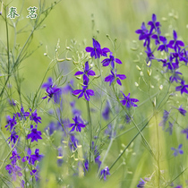 Houndsnake seeds Garden planting flowers Blue delphinium seeds Flower bed landscape flowers Asuka flowers