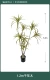 1,2 тысячи лет