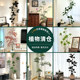 Clearance simulation green plants high-end light luxury decorative ornaments large living room advanced bionic indoor floor-standing potted fake trees