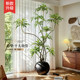 The top ten achievements of simulated green plants indoors, fake plants, floor-standing potted plants, wabi-sabi style, advanced bionic plant decorative ornaments