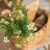 INS WIND FAKE FLOWER SIMUTION
