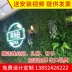 Mô phỏng nhà máy tường cây xanh tường giả cỏ trang trí nền hoa tường ban công trong nhà nhựa bạch đàn cỏ - Hoa nhân tạo / Cây / Trái cây chậu hoa giả Hoa nhân tạo / Cây / Trái cây