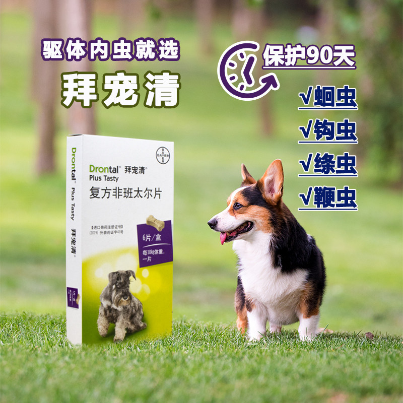 Deworming in dogs, German imported dogs, pets, tapeworms, hookworms, roundworms, whipworms, teddy corgis, bears, golden retrievers