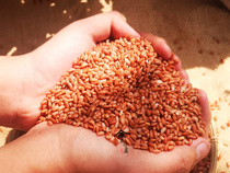 Red soft rice Lugu Lake special production coarse grain red rice brown rice 5 Gu cereals vacuum bagged 1kg Yunnan Lijiang
