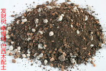 Rich tree soil Happiness tree Brazilian wood Green plant gardening special soil bonsai succulent soil Green plant bonsai soil