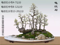 Turtle stone landscape bonsai rockery stone fish tank landscape stone Small and medium-sized bonsai turtle stone 3 yuan a catty