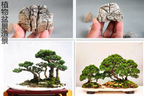 Dry bonsai stone rockery is a natural turtle stone rough bonsai landscape stone 50 pounds 150 yuan 5-15 cm