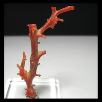 Raw ore CO6624A29* high magnesium calcite raw branch (4 3cm1 4g)