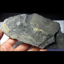 Fossil AF8910MQ* plant fossil whorls (self-picked in Beijing 15cm189g)