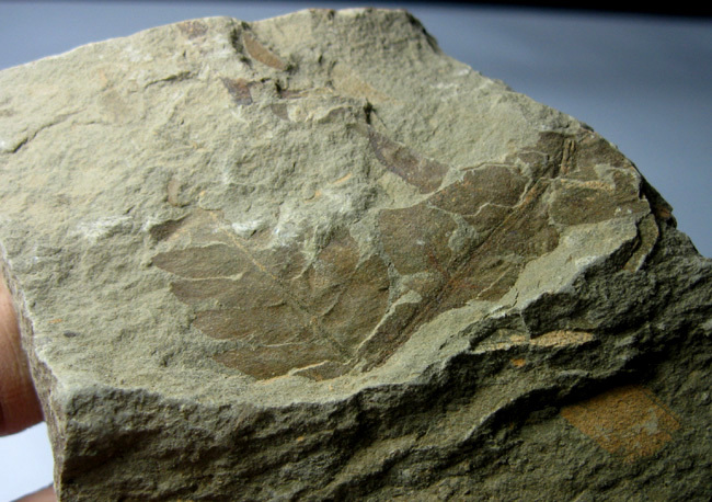 Plant Fossil Af2080F1*Beijing*Branch-Veined Fern 10Cm208G Plant Fossil Af2080F1*Beijing*Branch-Veined Fern 10Cm208G