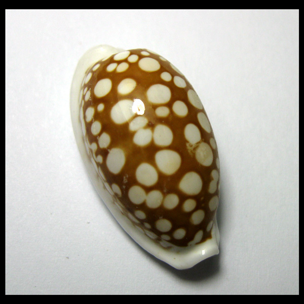 Shell Conch Hl2452A8Y*Conch Family*Flower Deer Conch*2.6Cm*Cypraea Cribraria*Xs