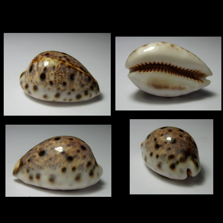 Shell Sea Snail HL3551E8 * Treasure Snail * Mountain Cat Bowl snail (3-3 5cm)
