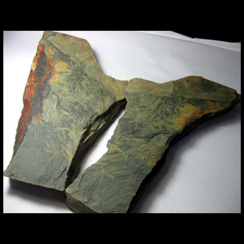 Plant fossil AF6660G0 grey-leau fossil * wheel leaves (open to the large plate * self-mining 18cm667g)