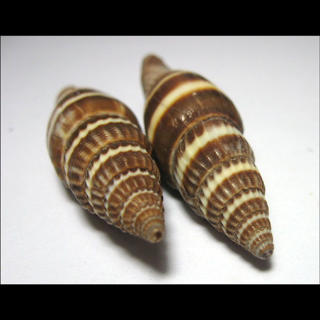 Shell sea snail HL1120A37 black pupa pen screw 1 pair (4 6cm9g)