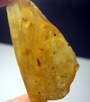 Copal AM5820LF wrapped bug * amber predecessor (4 6cm5 8g)Copal