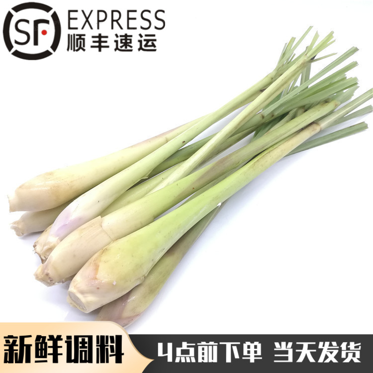 Fresh Lemongrass Lemongrass Thai Food Tom Yum Kung Soup Seasoning Raw Materials Southeast Asian Seasoning Lemongrass Lemon Tea Spices