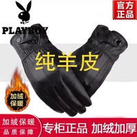 Чистая овчарка