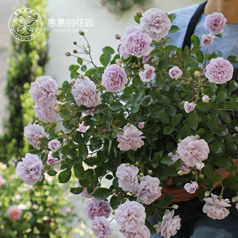 Huihui S Garden Rose Flower Seedlings Blue Rainy Season And Other Seasons Such As Blooming Flowers Frequently Balcony Roses Potted Seedlings Www Buychinatoyou Com Buy China Shop At Wholesale Price By Online English