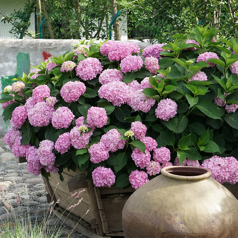 惠惠的花園大花繡球無盡夏超大苗八仙紫陽花耐陰植物庭院陽臺盆栽