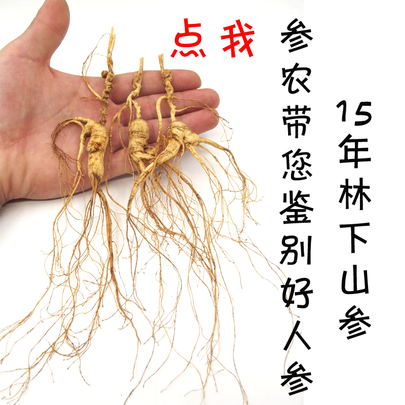 Special 15-year wild ginseng Changbai Mountain wild ginseng forest ginseng authentic Northeast specialty gift box wine ginseng