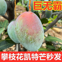 Sichuan Panzhihua Kate Mango full box seasonal fresh fruit extra large green skin mango Kate Mango