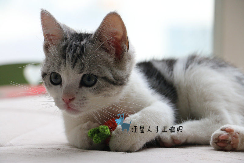 New Products Kitty Fruit Toy Pet Supplies Carrots Knitted Kitty Training Interactive Handmade Wool Thread Weaving