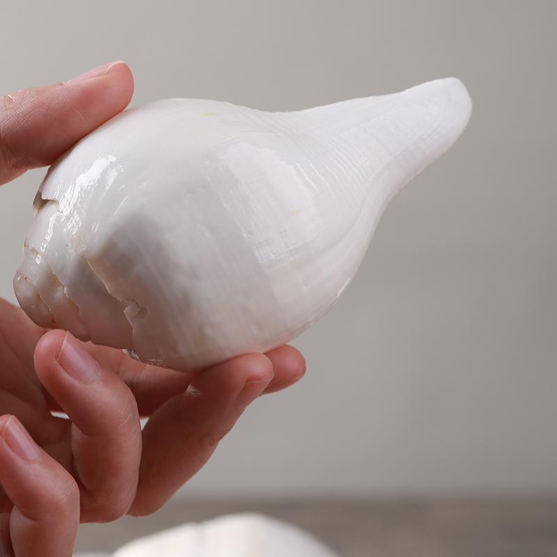 Natural white conch shell Buddha's first eight offerings of music left-handed bio-tantric ritual ritual Buddha supplies home desktop decoration