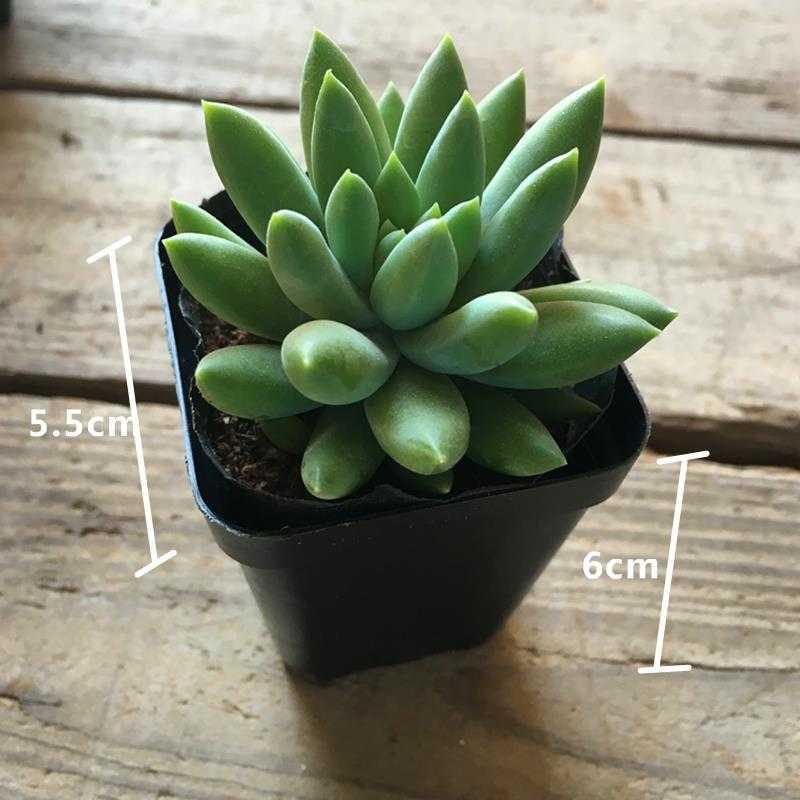 New set succulent plants with potted meat good indoor