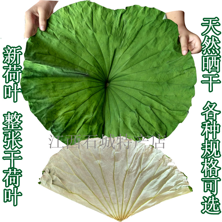 大号整张荷叶包邮,天然干荷叶,轻松做出地道荷叶饭、荷叶鸡!-荷叶-淘宝百科网