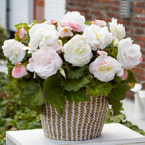 Spot Jiangsu hair 丨 imported bulbous begonia seed ball flowers large gorgeous hanging upright multi-color optional