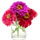 Zinnia flower seeds are easy to grow indoors and balconies in all seasons. Flower seeds are easy to grow in all seasons and bloom outdoors in all seasons.