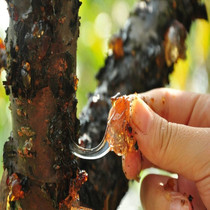 Wild peach gum farm Tibetan specialty edible 500g non-Yunnan peach blossom tears female tonic