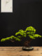 Chinese-Style Artificial Welcoming Pine Tabletop Bonsai Green Plant Entrance Decoration Plant Potted Plant Indoor Living Room Decoration Home Decor