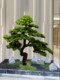 Artificial Welcoming Pine Tree Office Living Room Decoration Fake Tree Hotel Entrance Green Plant Decoration Beauty Pine Opening Gift