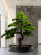 Artificial Welcoming Pine Tree Office Living Room Decoration Fake Tree Hotel Entrance Green Plant Decoration Beauty Pine Opening Gift