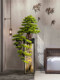 New Chinese-Style Large Artificial Green Plant Bonsai Welcoming Pine Ornament for Entrance, Living Room, Office, Floor-Standing Decorative Fake Tree