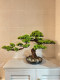 Chinese-Style Artificial Welcoming Pine Tabletop Bonsai Green Plant Entrance Decoration Plant Potted Plant Indoor Living Room Decoration Home Decor