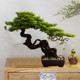 Simulated New Chinese-Style Welcoming Pine Bonsai Artificial Tree Green Plant Living Room Hotel Entrance Decoration Model House Soft Decoration Ornament