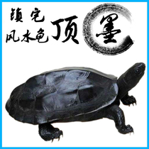 Ink turtle living black-bellied turtle All-black small turtle Outer pond Chinese grass turtle Golden line turtle Feng Shui Turtle Lucky turtle pair